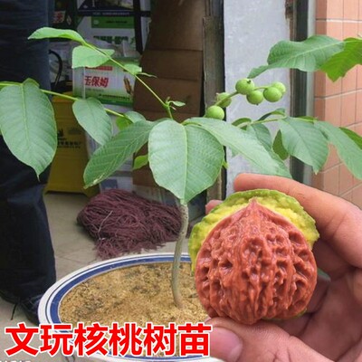 文玩核桃树苗核桃苗当年结果