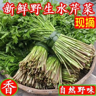野生水芹菜现摘小叶健康农家野菜新鲜蔬菜5斤湖南种苗根特产装