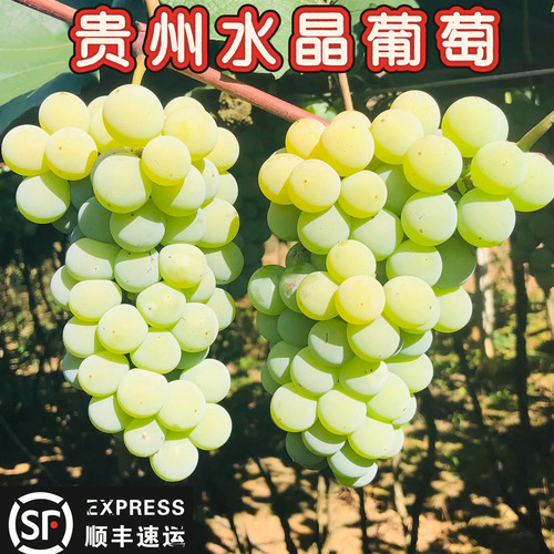 贵州小葡萄露天应季新鲜绿葡萄孕妇水果青葡萄现摘甜葡萄现货整箱