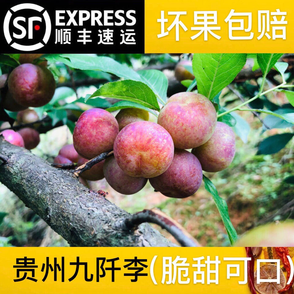 贵州特产九阡李子插秧李新鲜水果四五月李包谷李当季5斤酸甜包邮
