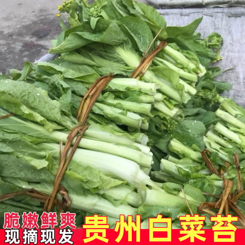 贵州高山新鲜奶油白菜苔农家自种火锅蔬菜露天甜脆早熟菜苔菜5斤