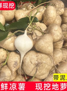 贵州凉薯新鲜地萝卜农家自种白心地瓜番薯沙葛土瓜现挖即食瓜5斤