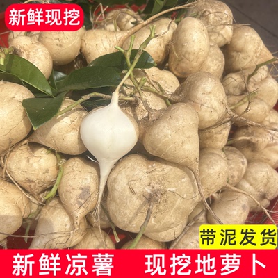 贵州凉薯新鲜地萝卜农家自种白心地瓜番薯沙葛土瓜现挖即食瓜5斤