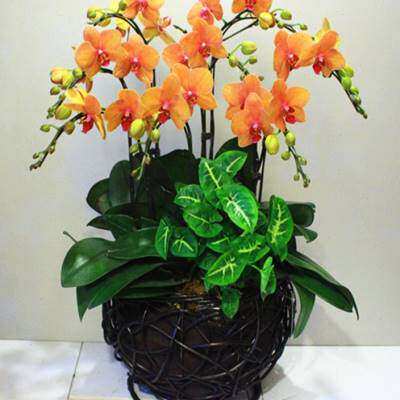 浅绿色小型蝴蝶兰室内家居盆栽桌面玄关日乔迁开业元旦年宵花卉o.