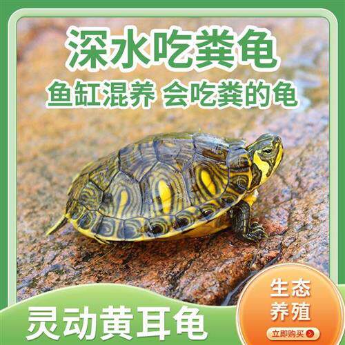 深黄龟乌龟活物冷水水长寿耳龟家养物观赏小乌宠龟招poo财吃粪包