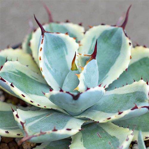 金边龙舌兰植物世之雪蓝鲸龙舌兰笹之雪龙舌兰好看的多肉植物庭院