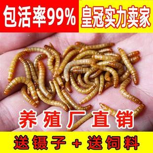 黄粉虫鲜活饲料面包虫活虫仓鼠鸟龟钓鱼类粮食画眉鸟小号大麦虫子