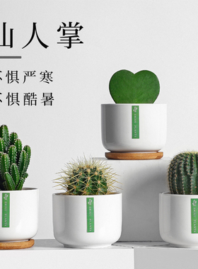 仙人掌盆栽室内仙人球多肉花卉植物办公室桌面绿植防好养辐摆件