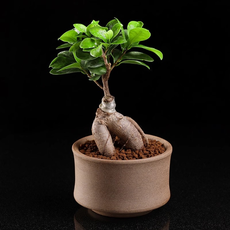 人参榕树盆景木老桩桌面多肉植物小盆栽绿植好养活室内四季造型树