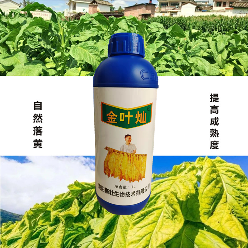 金叶灿 憨烟/黑爆烟 促进烟叶快速落黄 提高成熟度 增加耐烤性