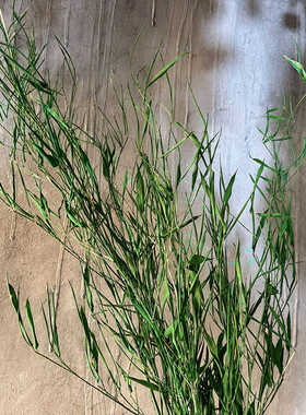干花乙木繁花买8送1干树枝