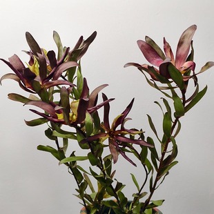 高端进口木百合永生干花花材家居店铺插花软装饰造景摆设配花叶子