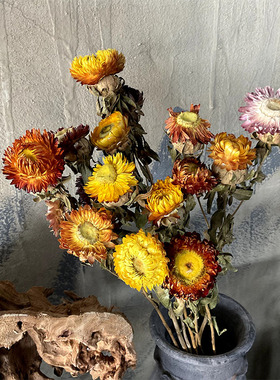 植物麦秆菊干花花束小雏菊真花样版房家居软装饰拍照道具diy材料