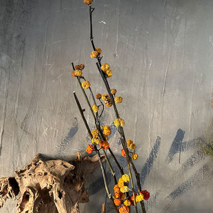 天然洛神花小南瓜灯台花僵尸果干花花束家居装饰插花树枝造影陈设