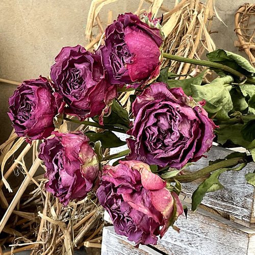 天然紫色玫瑰干花永生复古装饰
