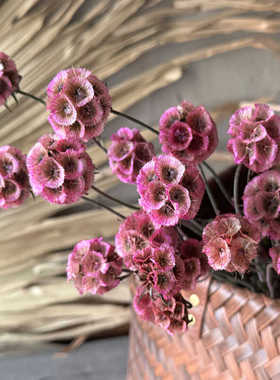 永生风车果干花花束真花家居酒店民宿茶社软装饰diy材料摄影道具