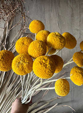 黄金球干花真花尤加利叶玫瑰十字果苹果叶家居插花装饰拍摄影道具