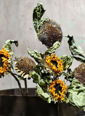 云南基地向日葵干花花束重瓣天然风干真花花束玫瑰干花diy装饰
