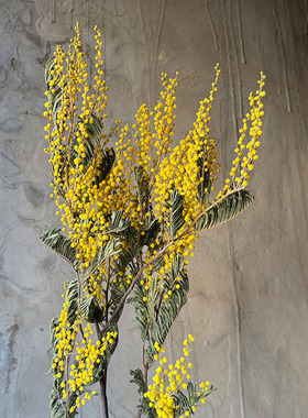 天然金合欢干花花束植物插花