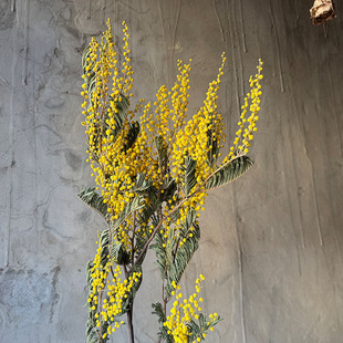 天然金合欢干花花束植物花艺插花软装橱窗酒店民宿摄影道具diy真