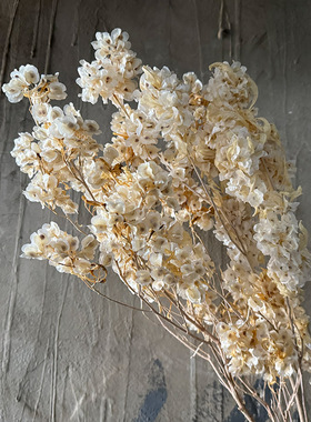 永生迎客豆蝴蝶花干花花束真花红色过年喜庆店铺家居插花装饰佛珠