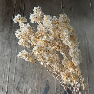 永生迎客豆蝴蝶花干花花束真花红色过年喜庆店铺家居插花装饰佛珠