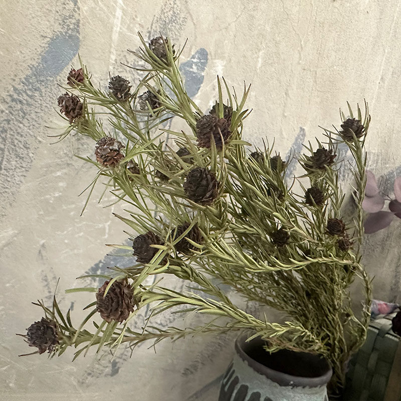 风车果郁金香果干花花束真花摆件民宿茶社复古文艺拍照道具diy材