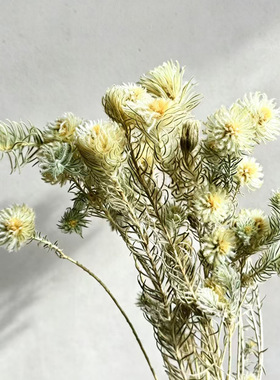 金鹅绒金梦幻草永生花干枝婚礼