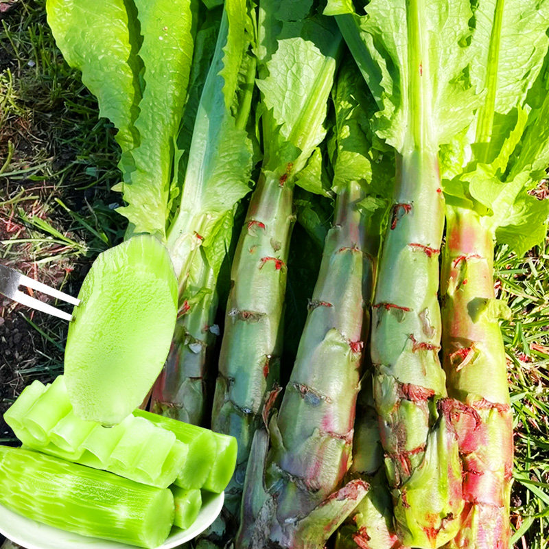 红莴笋种子莴苣种籽农家四季香庭院莴笋春季种植秋冬蔬菜种孑大全