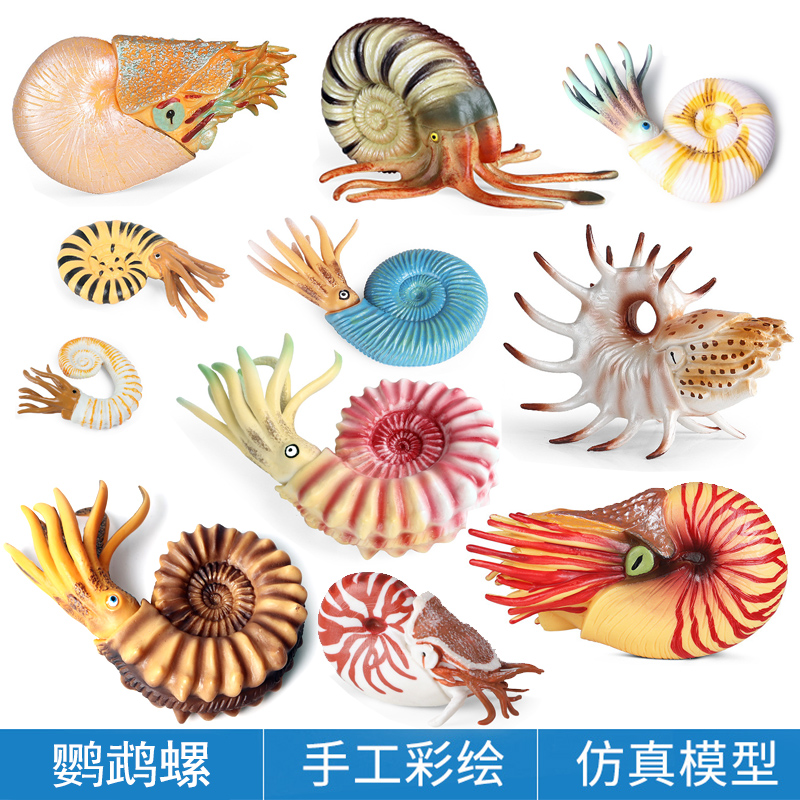 儿童认知仿真海洋动物模型玩具远古生物鹦鹉螺海螺田螺玩偶摆件