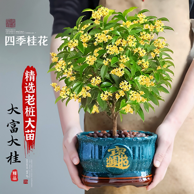 特级！大盆老桩四季桂花树苗盆栽
