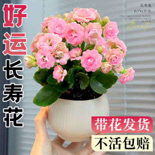 新品 开花室内花卉绿植办公室桌面重瓣大花苗 长寿花盆栽带花苞四季