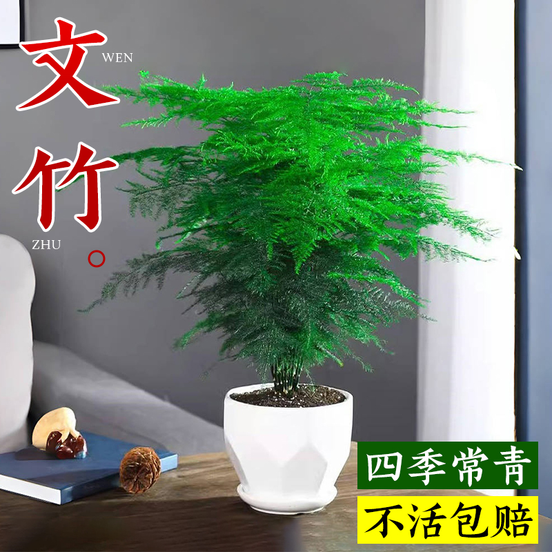 文竹盆栽植物室内办公室水培客厅懒人小绿植花卉大全盆景四季常青