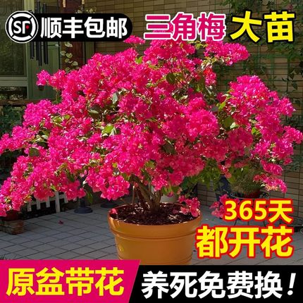 三角梅盆栽带花绿漳红樱爬藤植物室内阳台大苗耐寒老桩四季开花卉