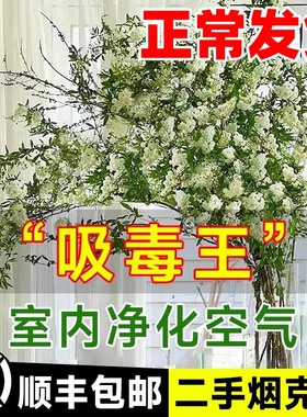 雪柳鲜枝水培年宵花银柳龙柳干枝水养富贵竹客厅吸除甲醛室内绿植