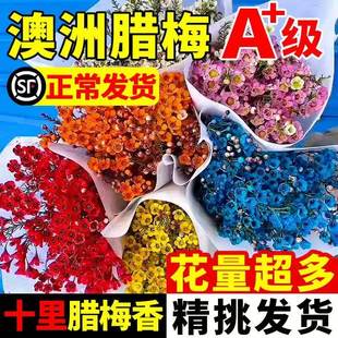 【高品质卷王价】澳洲腊梅鲜花真花水培植物室内好养腊梅红梅干枝