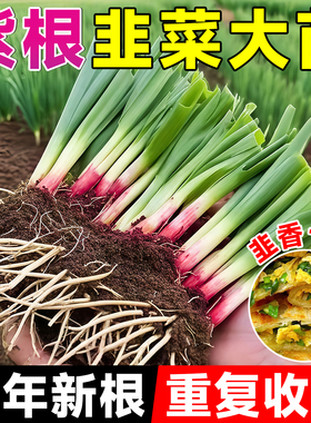 韭菜根苗紫根四季带土现挖宽叶韭菜种子农家蔬菜苗当季有机苗秧