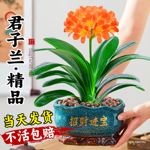 君子兰盆栽老苗带花苞四季