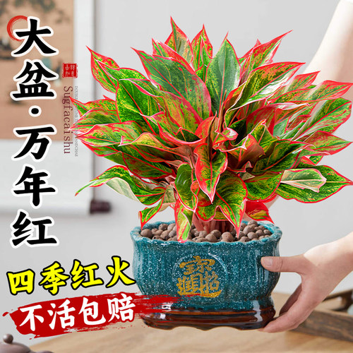 【旺宅好运】大盆万年红盆栽