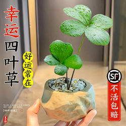 墨西哥铁树盆栽幸运四叶草水培植物迷你盆景办公室桌面微景观绿植