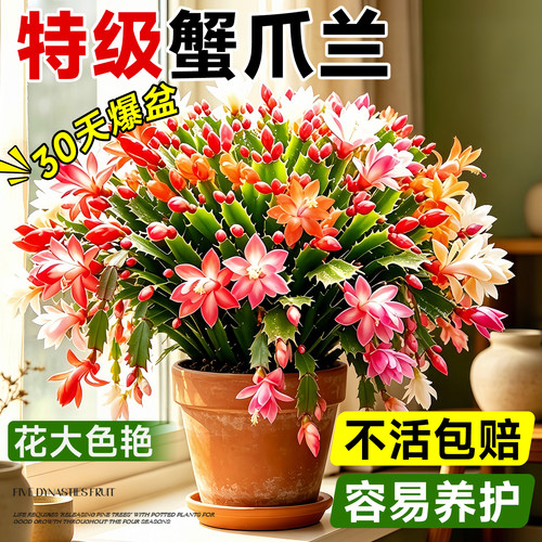 蟹爪兰盆栽带花苞多肉绿植物好养君子兰嫁接仙人掌室内四季开花卉