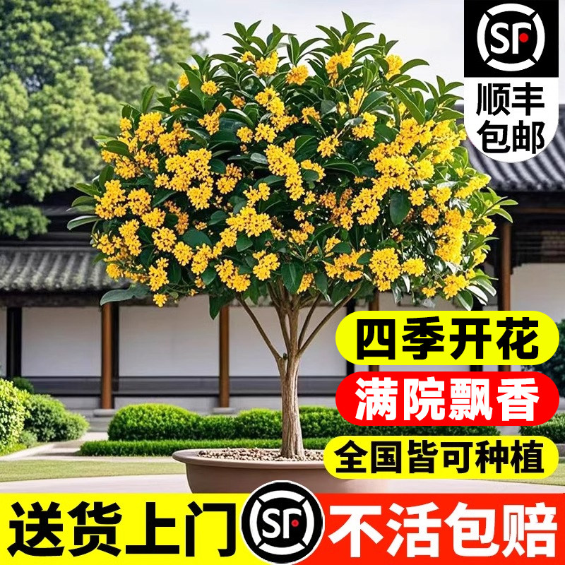 ?���ƹ𻨴��������������ļ���50-80cm��1���ִ� ������ ��ֱ���롿��Ժ�ļ�������Ʈ��