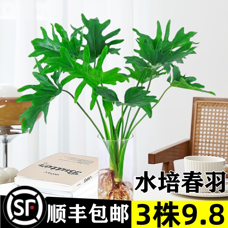 水培植物春羽盆栽蔓绿绒室内龟背竹春雨绿植常青绿萝好养办公桌面