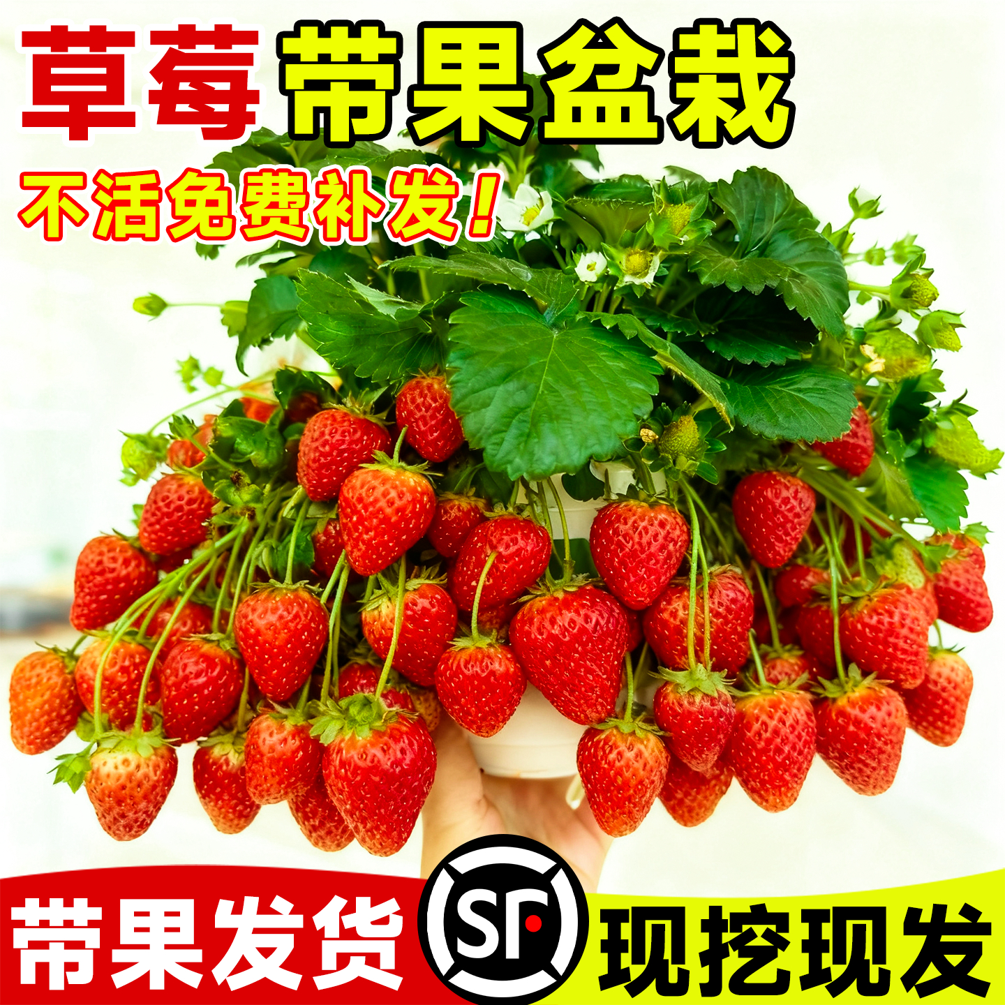 带果草莓苗可食用超大号奶油红颜