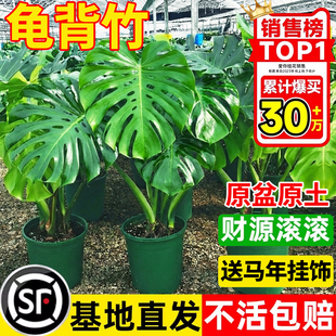 龟背竹客厅大盆栽老桩植物办公室大型绿植室内盆景净化空气除甲醛