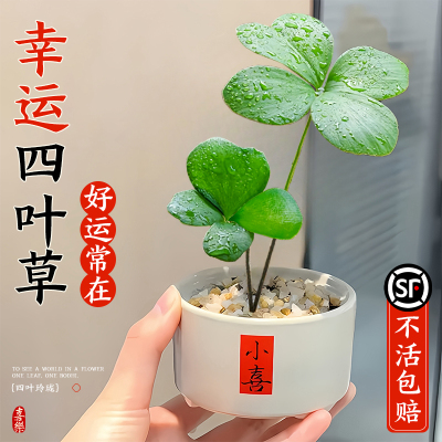 【超治愈】幸运草盆栽