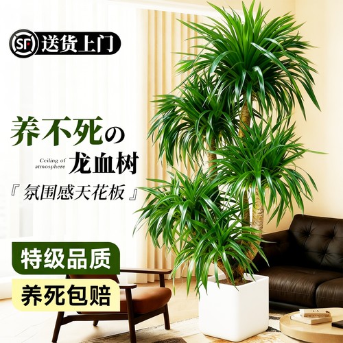 龙血树客厅绿植高级感室内大型轻奢盆栽龙须树办公室植物四季好养