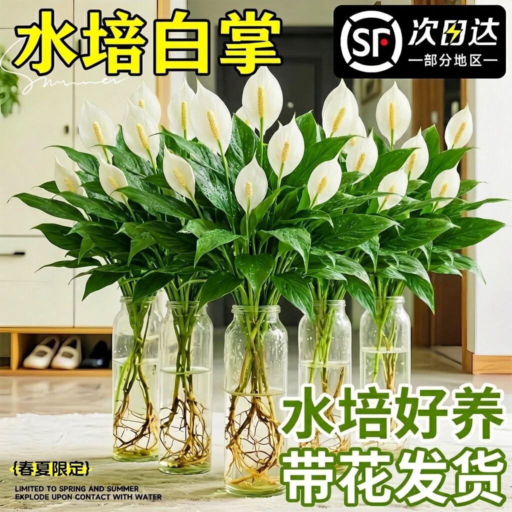 水培植物白掌一帆风顺盆栽带花室内红掌长期四季开花懒人花卉绿植