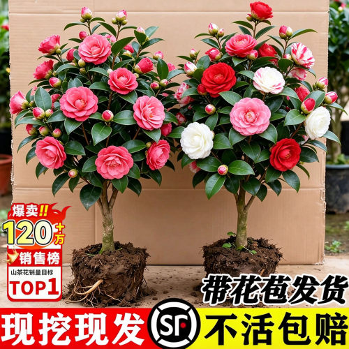 【全网热销10W+】山茶花树苗带花