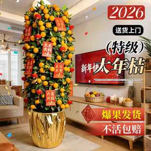 金桔树盆栽可食用客厅绿植室内大型植物橘子年桔年宵盆景四季好